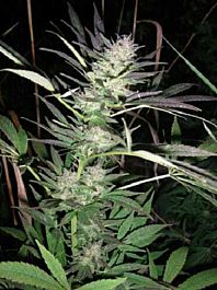 British Columbia  Seeds CO Purple Lightning Feminized