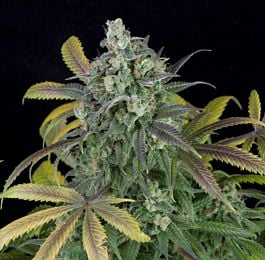 Rare Dankness Seeds Ghost Train Haze #1 Feminized