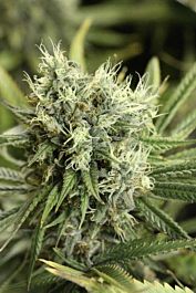 Devils Harvest  Dazy Jones Regular