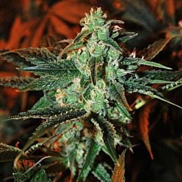 Gage Green Seeds Burning Desire Regular
