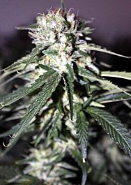 Rare Dankness Seeds Beach Bum Haze Regular