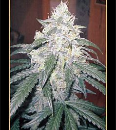 Mephisto Genetics Beary White Auto Feminized Seeds (Limited Edition)