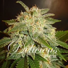 Delicious La Bella Afrodite Auto Feminized