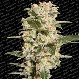 Paradise Seeds Bella Donna Feminised