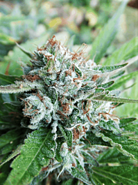 Cali Connection Bellini (The Gold Line) Feminized