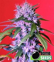 Bomb Seeds Berry Bomb Auto Feminized