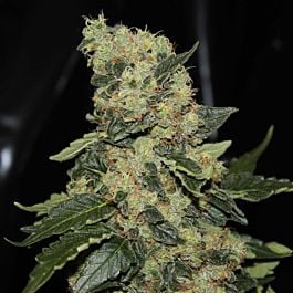Green Label Berry Delight Feminized