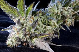 Elemental Seeds Berry Bomb Feminized