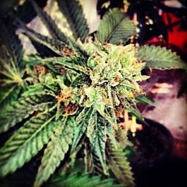710 Berry OG Kush Feminised