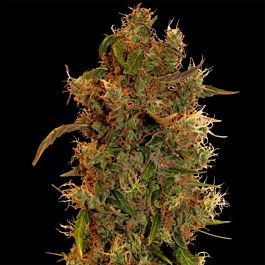 Barneys Farm 8 Ball Kush Feminised