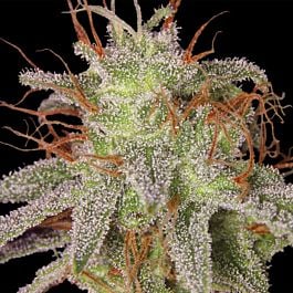 Barneys Farm Amnesia Lemon Regular