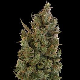 Barneys Farm Blue Cheese Regular 