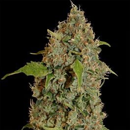 Barneys Farm Chronic Thunder Feminised