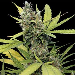 Barneys Farm Honey B Regular