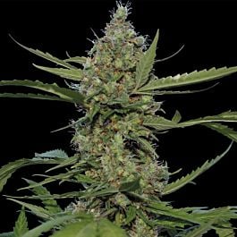Barneys Farm Laughing Buddha Feminised
