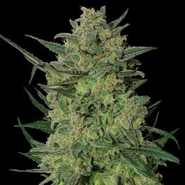 Barneys Farm LSD Feminised