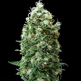 Barneys Farm Phatt Fruity Regular