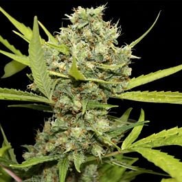 Barneys Farm Pineapple Chunk Feminised
