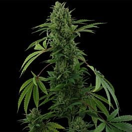 Barneys Farm Pineapple Express Auto Flowering Feminised