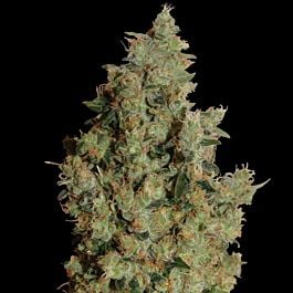 Barneys Farm Tangerine Dream Feminised
