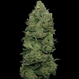 Barneys Farm Top Dawg Feminised
