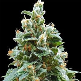 Barneys Farm Vanilla Kush Feminised Seeds 