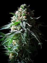 Gage Green Seeds Bianca Fire Regular