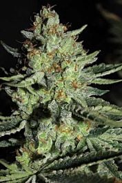 Gage Green Seeds Bright Floral Lift Regular