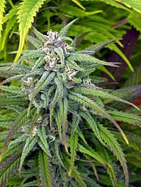 Magus Genetics Biddy Early Feminised