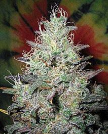 British Columbia  Seeds CO Big Blue Regular