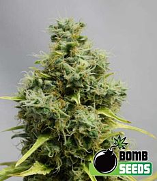 Bomb Seeds Big Bomb Feminized