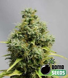 Bomb Seeds Big Bomb Regular