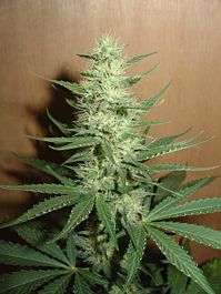 Homegrown Fantaseeds Big Bud Regular