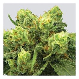 Nirvana Seeds Pre-99 Big Bud Feminised