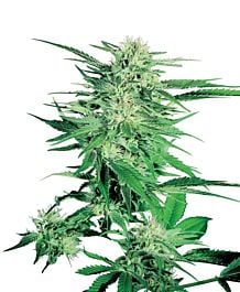 Sensi Seeds Big Bud Regular