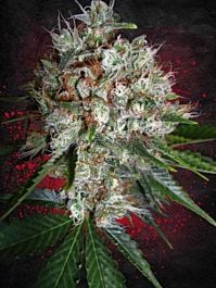Ministry of Cannabis Big Bud XXL Feminized