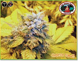 Big Buddha Cheese Dawg Feminised