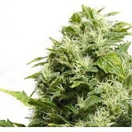 Big Buddha Buddha Haze Automatic Feminised