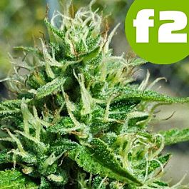 ROOR Seeds Big Critical F2 Feminized