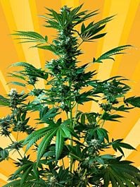 Freedom of Seeds Big Domina Auto Feminized