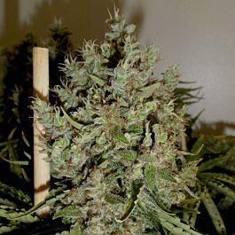 Green Label Big Jack Feminized