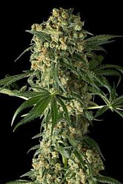 Dinafem Big Kush Feminized