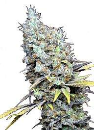 CBD Botanics CBD Big Bud Super Skunk Feminised Seeds - LIMITED EDITION