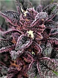 Norstar Genetics Big City Lights Regular