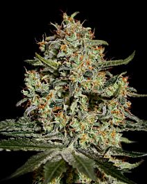 Green House Company Big Bang Feminised
