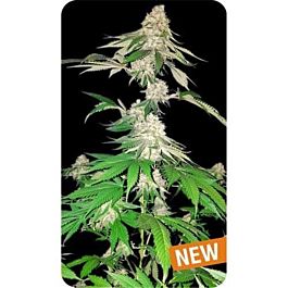 Dispensario Seeds Big Green Crack Feminized