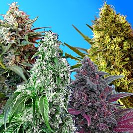 Sweet Seeds Big Devil Collection Auto Feminized