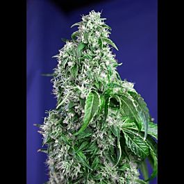 Sweet Seeds Big Devil F1 Fast Version Feminized