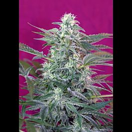 Sweet Seeds Big Foot Feminised