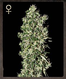 Strain Hunters Big Tooth Feminized